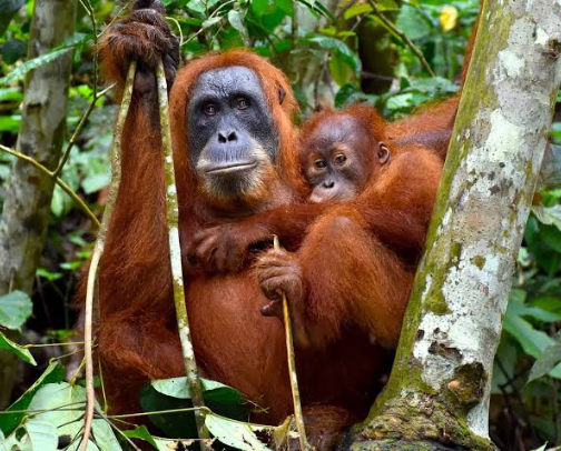 Must Travel Indonesia Beyond Bali | Episode 2 | Bukit Lawang to Meet Wild Orangutans in North Sumatra cover photo collage