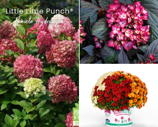 Favorites from the garden cover photo collage
