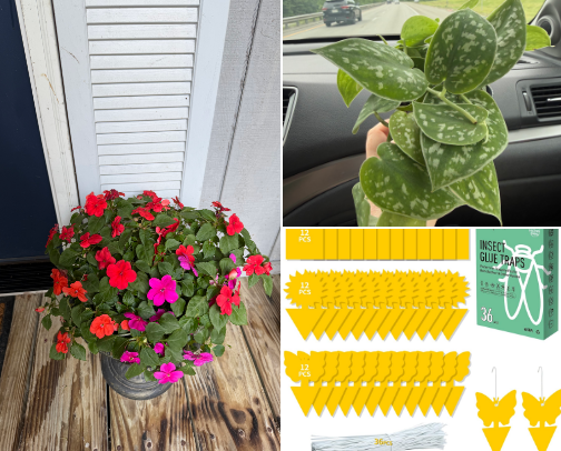 Plant Mom 🪴 cover photo collage