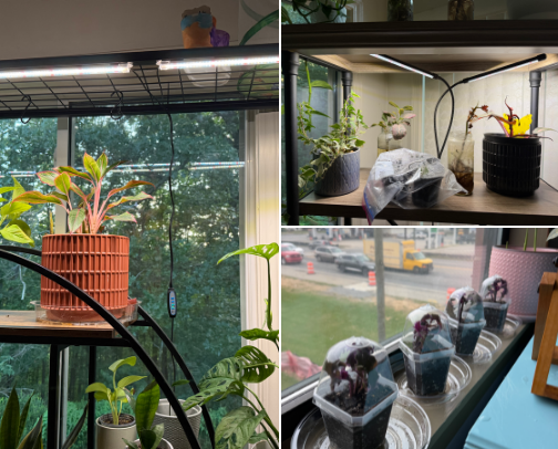 My indoor plant must haves 🪴🍃 cover photo collage