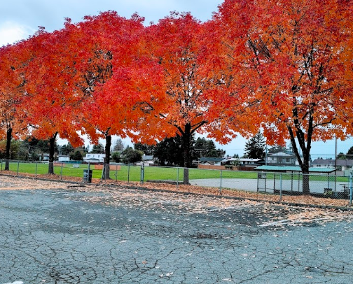 Parks cover photo collage