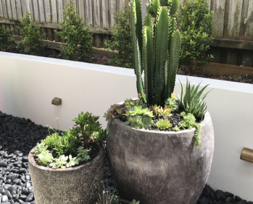 The Plant Whisperer Club cover photo collage