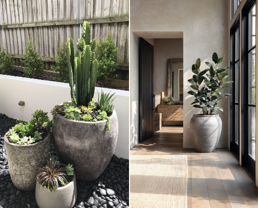 For My Plant Obsessed People cover photo collage