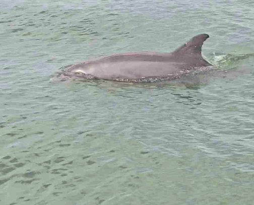 Port Aranses must do cover photo collage