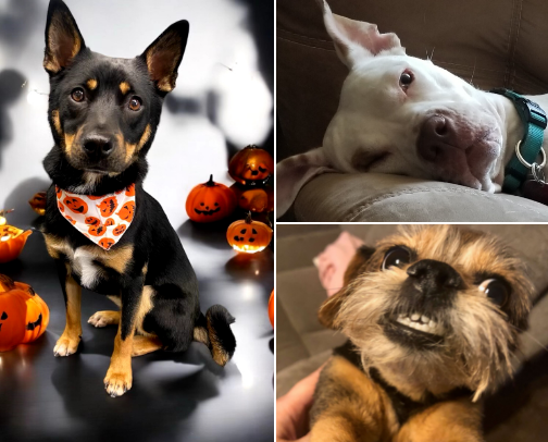 Everyday Dog Essentials Every Dog Owner Needs cover photo collage