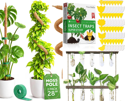 All things plants for indoor and outdoor plant babes! cover photo collage
