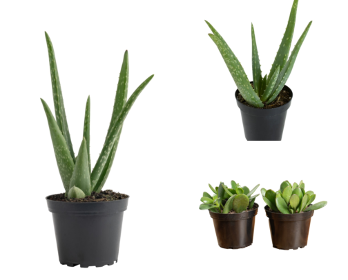 Plants I Keep in My Bathroom That Actually Solve Skin Problems cover photo collage