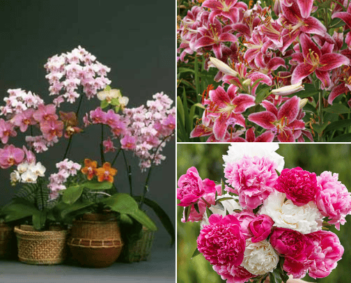 Surprises for Valentine's Day cover photo collage