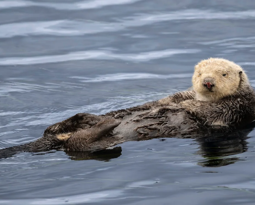 Klose and local: Central Coast California visitor guide cover photo collage