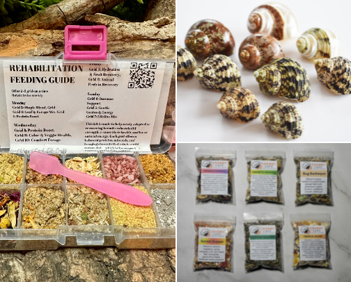Hermit Crab Care Guide and Essentials - Etsy cover photo collage