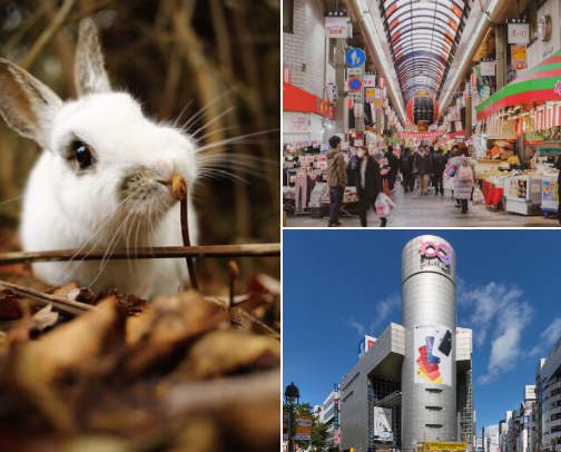 Places to visit in Japan cover photo collage