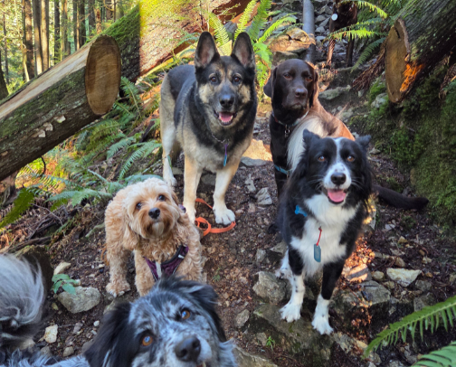 My Dog Walker essential 🐕🐾 cover photo collage