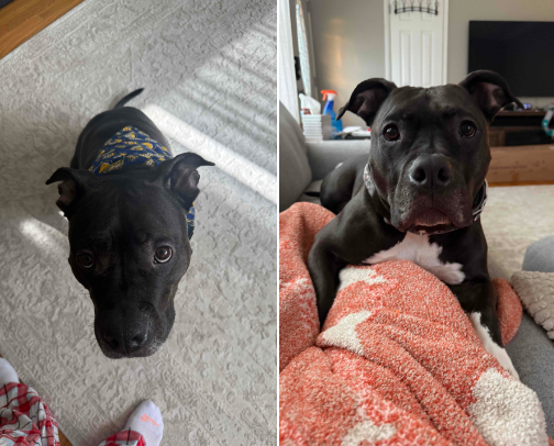 Reactive Dog List cover photo collage