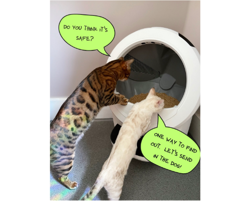Meow Magic: How to Keep Your Cat Smiling (Yes, Really!)" 😺😻 cover photo collage