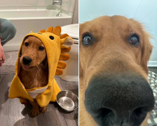Goose the Golden Retrievers' Must Haves 🦮 cover photo collage