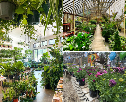 Plant lovers San Antonio 🪴 cover photo collage