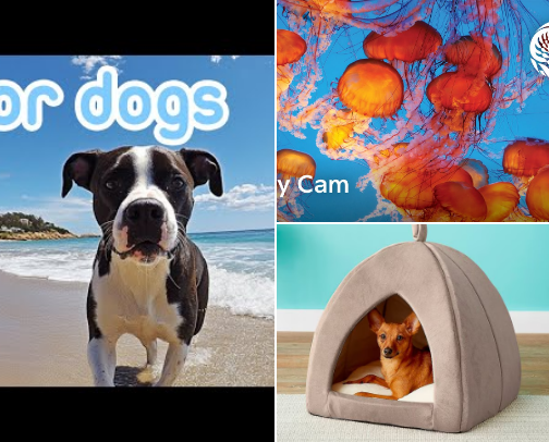 The Ultimate "My Human Left Me" Survival Guide for Dogs cover photo collage