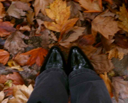 Fall Fashion Finds🍂🍄✨ cover photo collage
