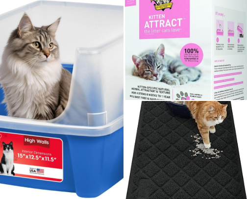 New Kitten Starter Kit Essentials: Top Amazon Picks for Florida Cat Parents cover photo collage