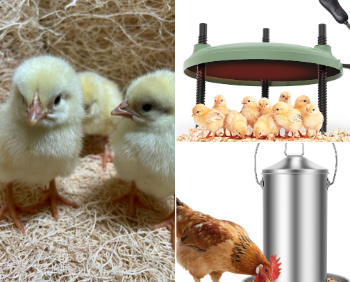 Chicken laying/meat cover photo collage