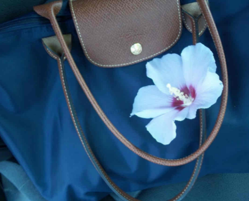 how to curate a hot girl purse cover photo collage