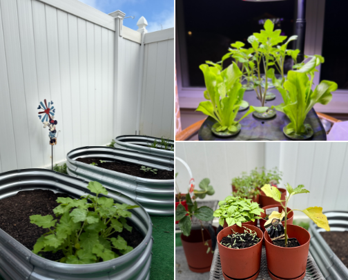 Let’s Garden! Here are my Must Have Garden Essentials for Newbies!🪴👩🏽‍🌾 cover photo collage