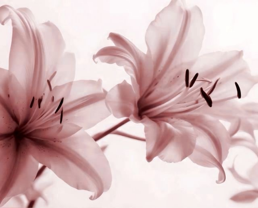 Aesthetic Room / Cozy Girly Vibe🕯️🌸✨ cover photo collage