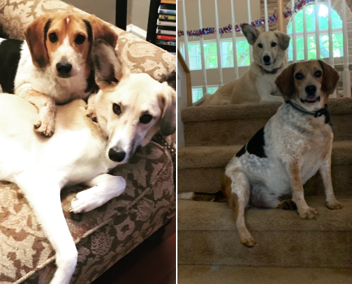 Our Dogs Live in the Lap of Luxury cover photo collage