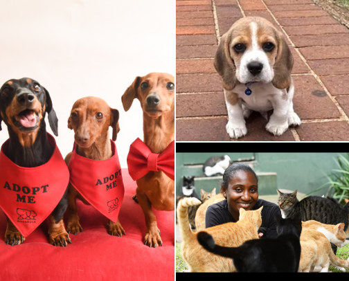Dogs & Cats cover photo collage