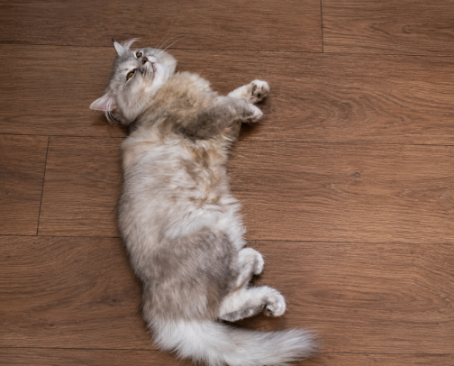 Best Cat Grooming Tools & Fur Care Essentials for Shedding Cats cover photo collage