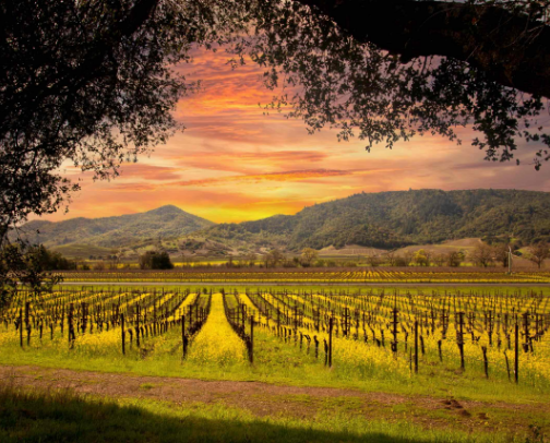 Wine not? 🍷 Vino Recommendations cover photo collage