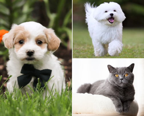 🐶 🐱 cover photo collage