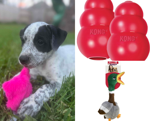 Puppy Parent Necessities cover photo collage