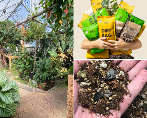 Build your houseplant Oasis with these Products cover photo collage