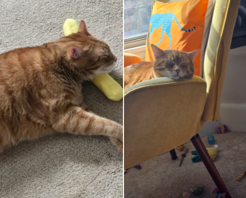I am really struggling to keep up with these lists because my cat has taken a turn for the worse. I'm truly sorry thay I am unable to keep up. cover photo collage