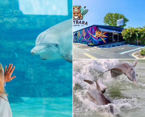 Clearwater-St.Pete attractions! cover photo collage