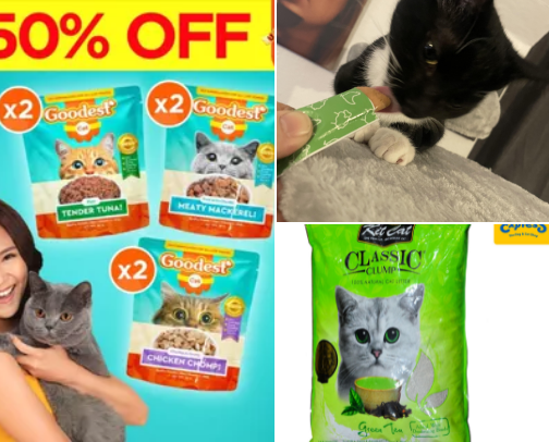 (Cats + Parakeets) cover photo collage