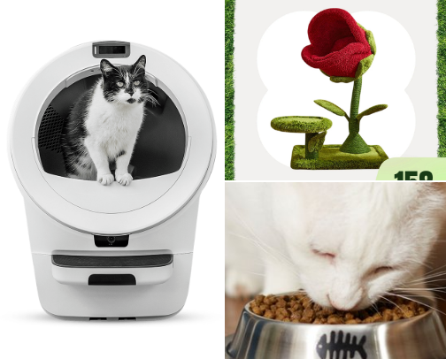 Cats cats everywhere cover photo collage