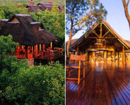 Luxury Safari Lodges in Limpopo Worth Every Cent cover photo collage