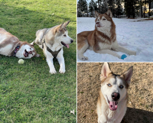 the best items for your pups! 🐶 cover photo collage