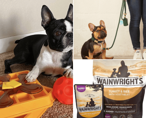 Everything Your Dog Needs 🐾 cover photo collage