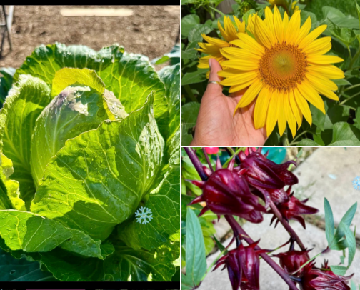 Plant the future, one seed at a time cover photo collage