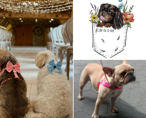 Pampered Pet Essentials - Cavalier King Charles Approved cover photo collage