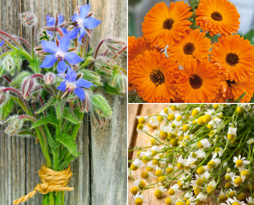 My Herb/Tea Garden 🌿🧄🫖 cover photo collage