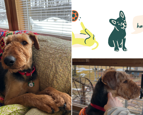 Dog items to make it easier to work from home. cover photo collage
