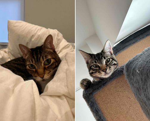 How to upgrade your cat’s life 😻 cover photo collage