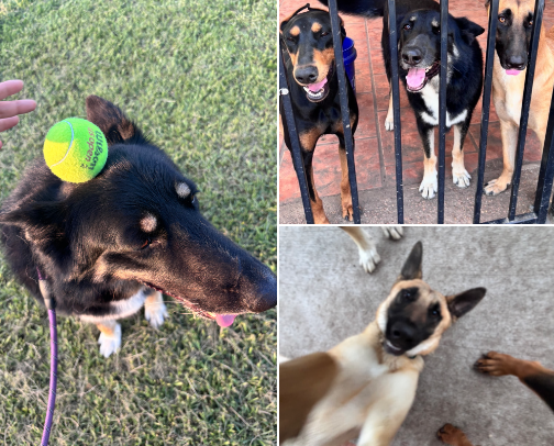 All things DOGS 🐕 cover photo collage