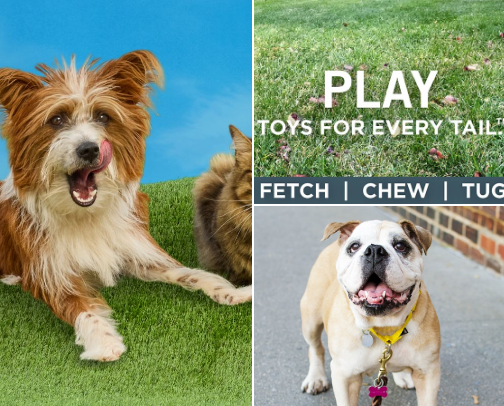 All about your fur baby 🐾🩷🐶🐱 cover photo collage