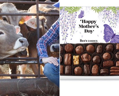 Dog balls cover photo collage