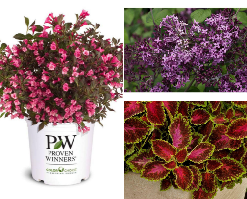 🌸 My Favorite Flowers & Shrubs for a Beautiful New England Yard cover photo collage